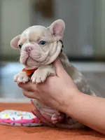 Male Isabella Merle, a male French Bulldog for sale in Cumming, GA – Photo 3 of 10