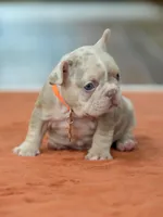 Male Isabella Merle, a male French Bulldog for sale in Cumming, GA – Photo 1 of 10