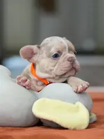 Male Isabella Merle, a male French Bulldog for sale in Cumming, GA – Photo 8 of 10