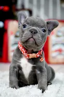 Puppy, a female French Bulldog for sale in Cumming, GA – Photo 5 of 8