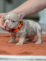 Male Isabella Merle, a male French Bulldog for sale in Cumming, GA – Photo 9 of 10