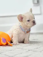 Female Cream FLUFFY DOB 04.17.2026 | French bulldog puppy, a female French Bulldog for sale in Cumming, GA – 6 of 6