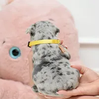 Puppy, a female French Bulldog for sale in Cumming, GA – Photo 2 of 8