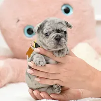 Puppy, a female French Bulldog for sale in Cumming, GA – Photo 5 of 8