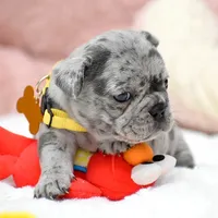 Puppy, a female French Bulldog for sale in Cumming, GA – Photo 8 of 8