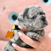 Puppy, a female French Bulldog for sale in Cumming, GA – Photo 6 of 8