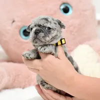 Puppy, a female French Bulldog for sale in Cumming, GA – Photo 3 of 8