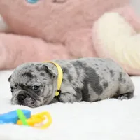 Puppy, a female French Bulldog for sale in Cumming, GA – Photo 7 of 8