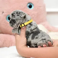 Puppy, a female French Bulldog for sale in Cumming, GA – Photo 1 of 8