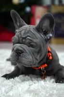 Puppy, a female French Bulldog for sale in Cumming, GA – Photo 5 of 9