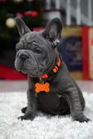 Puppy, a female French Bulldog for sale in Cumming, GA – Photo 2 of 9