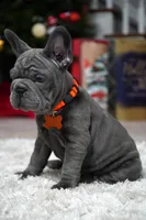 Puppy, a female French Bulldog for sale in Cumming, GA – Photo 9 of 9