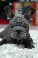 Puppy, a female French Bulldog for sale in Cumming, GA – Photo 4 of 9