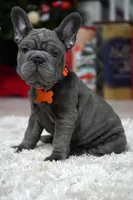 Puppy, a female French Bulldog for sale in Cumming, GA – Photo 7 of 9