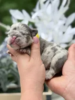 Female Lilac Merle DOB 04.27.2026 | French bulldog puppy, a female French Bulldog for sale in Cumming, GA – 1 of 6