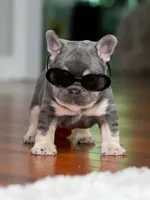 Male Lilac Tan DOB 04.10.2026 | French bulldog puppy, a male French Bulldog for sale in Cumming, GA – 4 of 10