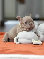 Female Isabella, a female French Bulldog for sale in Cumming, GA – Photo 8 of 8