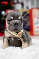 Puppy, a male French Bulldog for sale in Cumming, GA – Photo 7 of 9