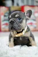 Puppy, a male French Bulldog for sale in Cumming, GA – Photo 2 of 9