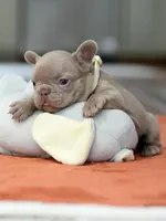 Female Isabella, a female French Bulldog for sale in Cumming, GA – Photo 6 of 8