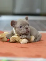 Female Isabella, a female French Bulldog for sale in Cumming, GA – Photo 3 of 8