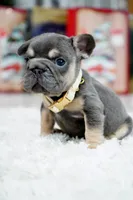 Puppy, a male French Bulldog for sale in Cumming, GA – Photo 3 of 9