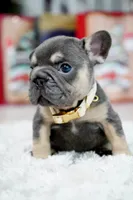 Puppy, a male French Bulldog for sale in Cumming, GA – Photo 1 of 9