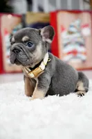 Puppy, a male French Bulldog for sale in Cumming, GA – Photo 9 of 9