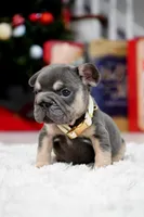 Puppy, a male French Bulldog for sale in Cumming, GA – Photo 5 of 9