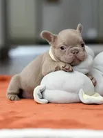 Female Isabella, a female French Bulldog for sale in Cumming, GA – Photo 4 of 8