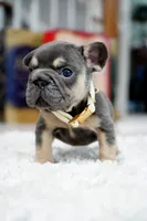 Puppy, a male French Bulldog for sale in Cumming, GA – Photo 4 of 9