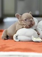 Female Isabella, a female French Bulldog for sale in Cumming, GA – Photo 5 of 8