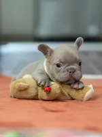 Female Isabella, a female French Bulldog for sale in Cumming, GA – Photo 2 of 8