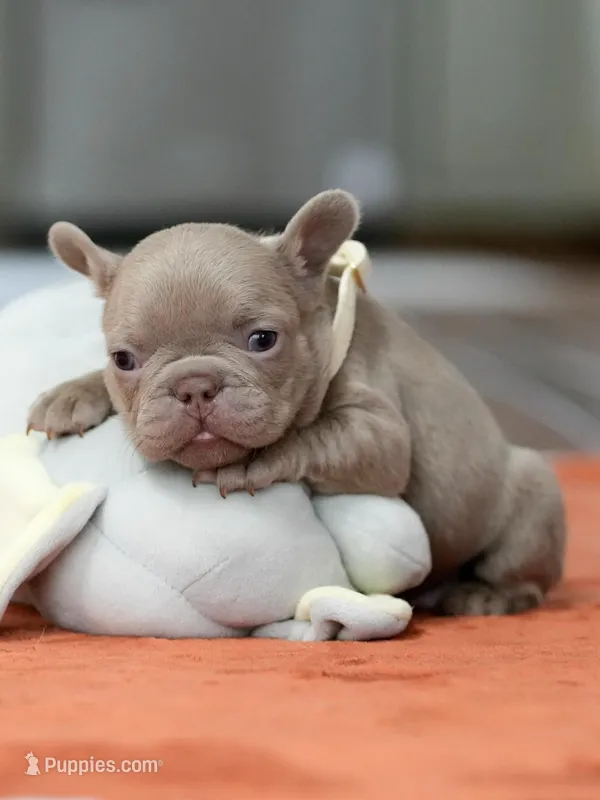 Female Isabella – French Bulldog puppy for sale in Cumming, GA