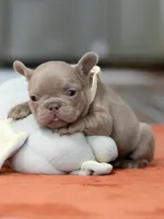 Female Isabella, a female French Bulldog for sale in Cumming, GA – Photo 1 of 8