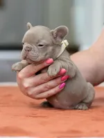 Female Isabella, a female French Bulldog for sale in Cumming, GA – Photo 7 of 8