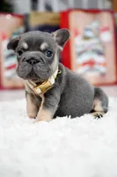 Puppy, a male French Bulldog for sale in Cumming, GA – Photo 8 of 9