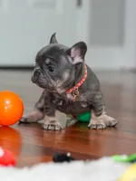 Female Blue Tan DOB 04.10.2026 | French bulldog puppy, a female French Bulldog for sale in Cumming, GA – 7 of 10
