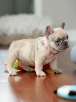  Female Fawn Merle DOB 03.22.2026 | French bulldog puppy, a female French Bulldog for sale in Cumming, GA – 10 of 10