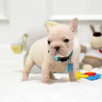 Puppy, a male French Bulldog for sale in Cumming, GA – Photo 6 of 8