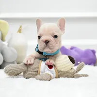 Puppy, a male French Bulldog for sale in Cumming, GA – Photo 8 of 8