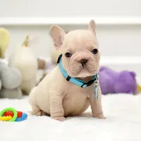 Puppy, a male French Bulldog for sale in Cumming, GA – Photo 5 of 8