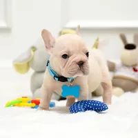 Puppy, a male French Bulldog for sale in Cumming, GA – Photo 7 of 8