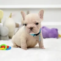 Puppy, a male French Bulldog for sale in Cumming, GA – Photo 1 of 8