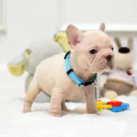 Puppy, a male French Bulldog for sale in Cumming, GA – Photo 4 of 8