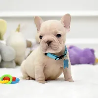 Puppy, a male French Bulldog for sale in Cumming, GA – Photo 3 of 8