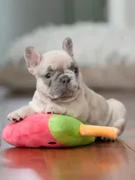  Female Fawn Merle DOB 03.22.2026 | French bulldog puppy, a female French Bulldog for sale in Cumming, GA – 3 of 10