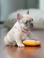 Female Fawn Merle DOB 03.22.2026 | French bulldog puppy, a female French Bulldog for sale in Cumming, GA – 7 of 10