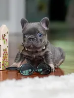 Female Blue Tan DOB 04.10.2026 | French bulldog puppy, a female French Bulldog for sale in Cumming, GA – 3 of 9