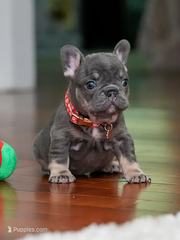 Female Blue Tan DOB 04.10.2026 | French bulldog puppy – French Bulldog puppy for sale in Cumming, GA